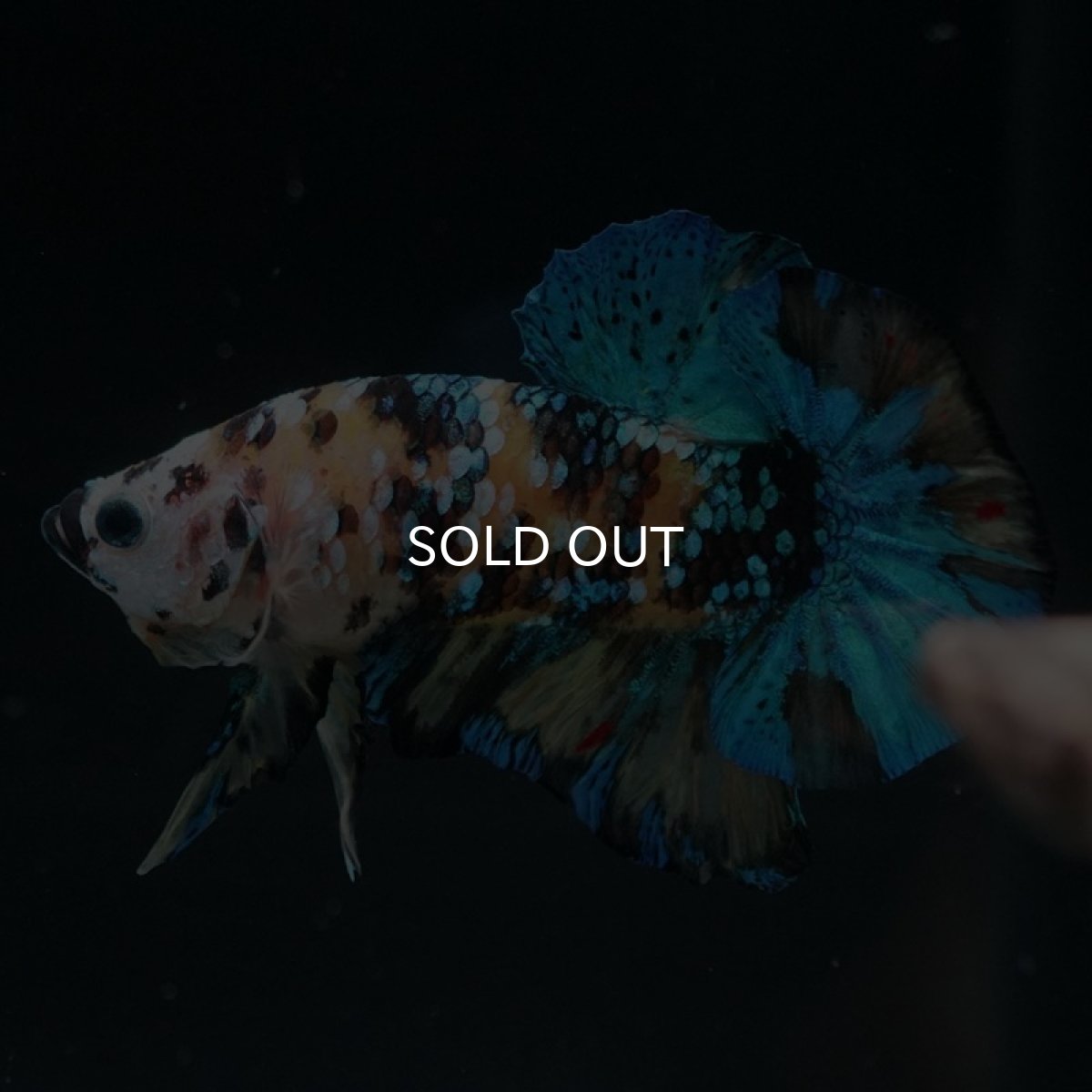 画像3: HMPK イエロータイガーギャラクシー (3)