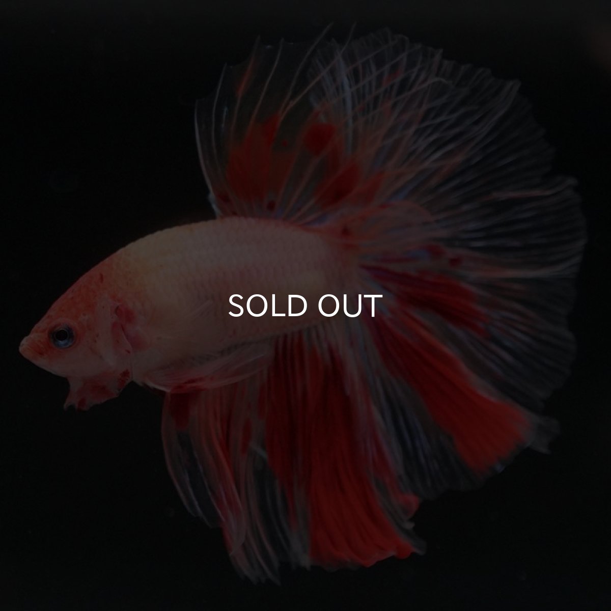 画像4: HM アルマゲドン (4)