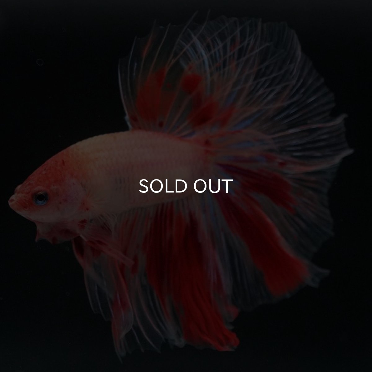 画像2: HM アルマゲドン (2)