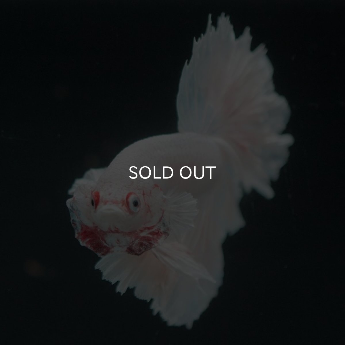 画像9: HM ホワイト フェザーテール (9)