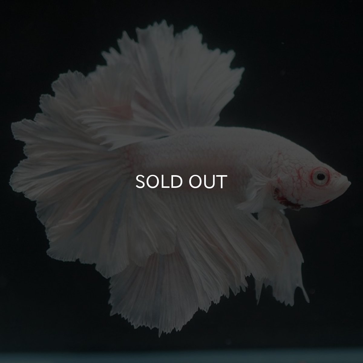 画像10: HM ホワイト フェザーテール (10)