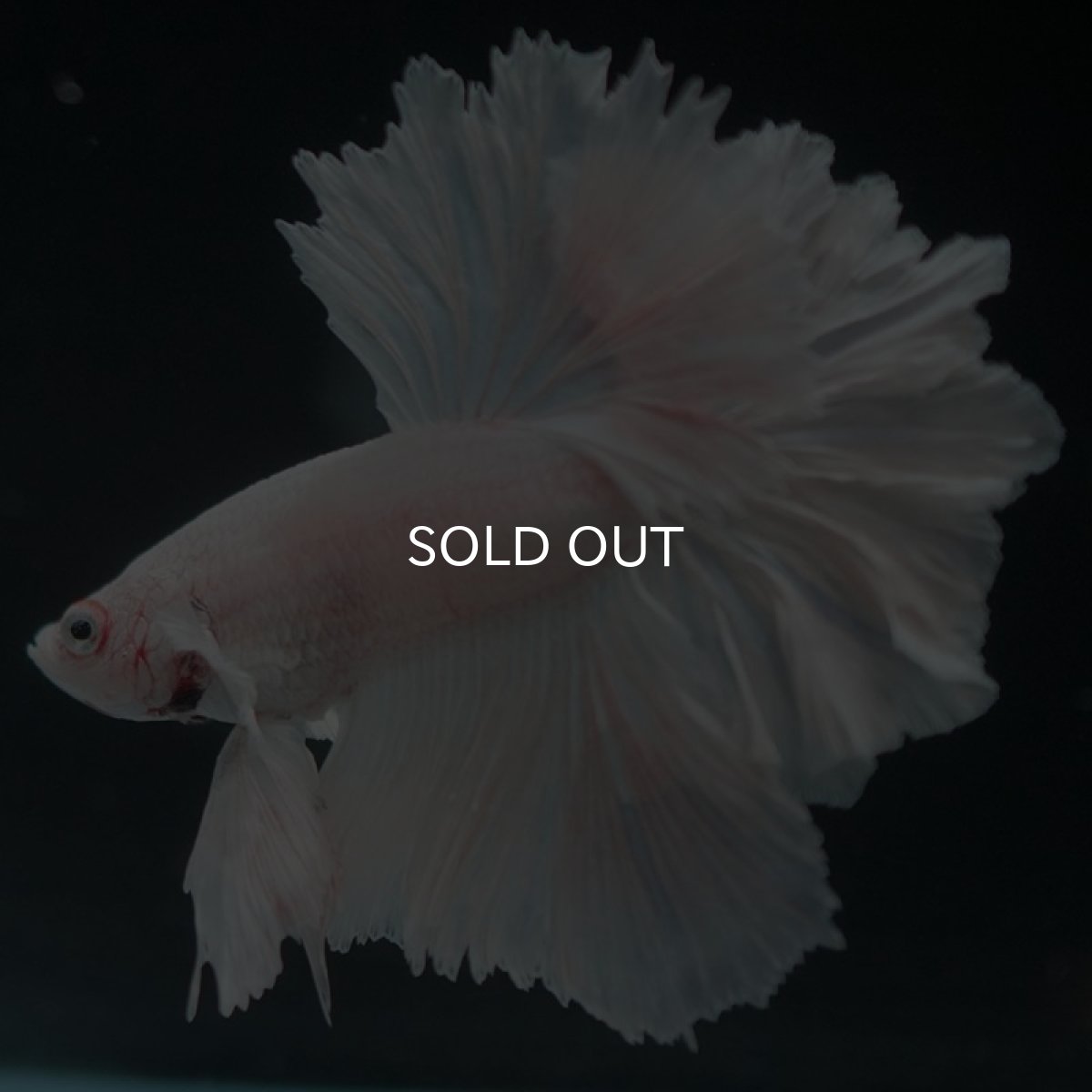 画像6: HM ホワイト フェザーテール (6)