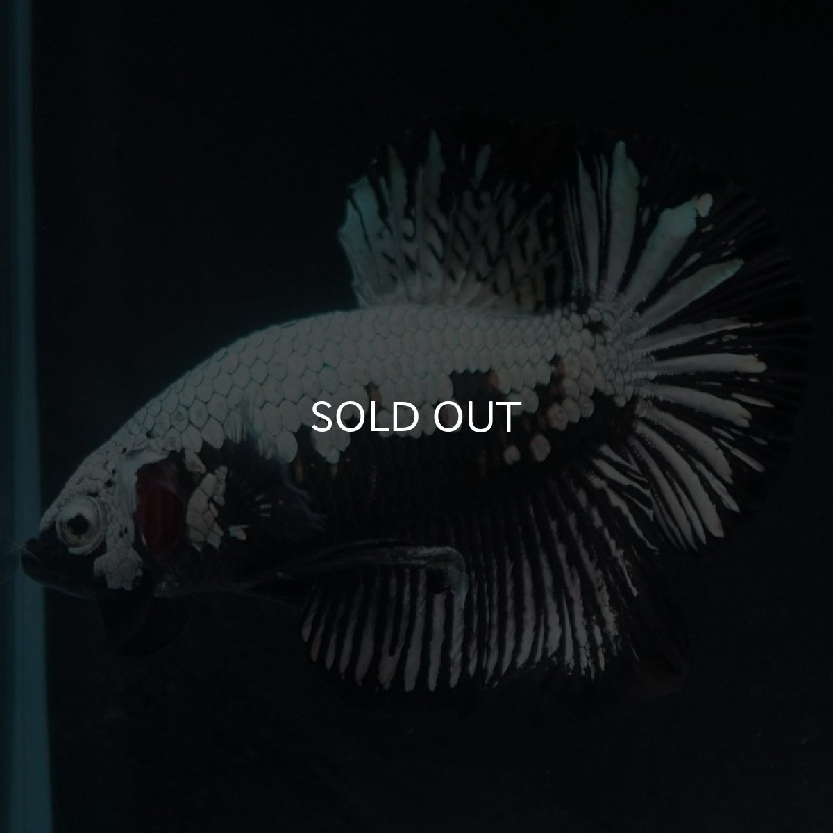 画像6: HMPK　ブラックサムライ (6)