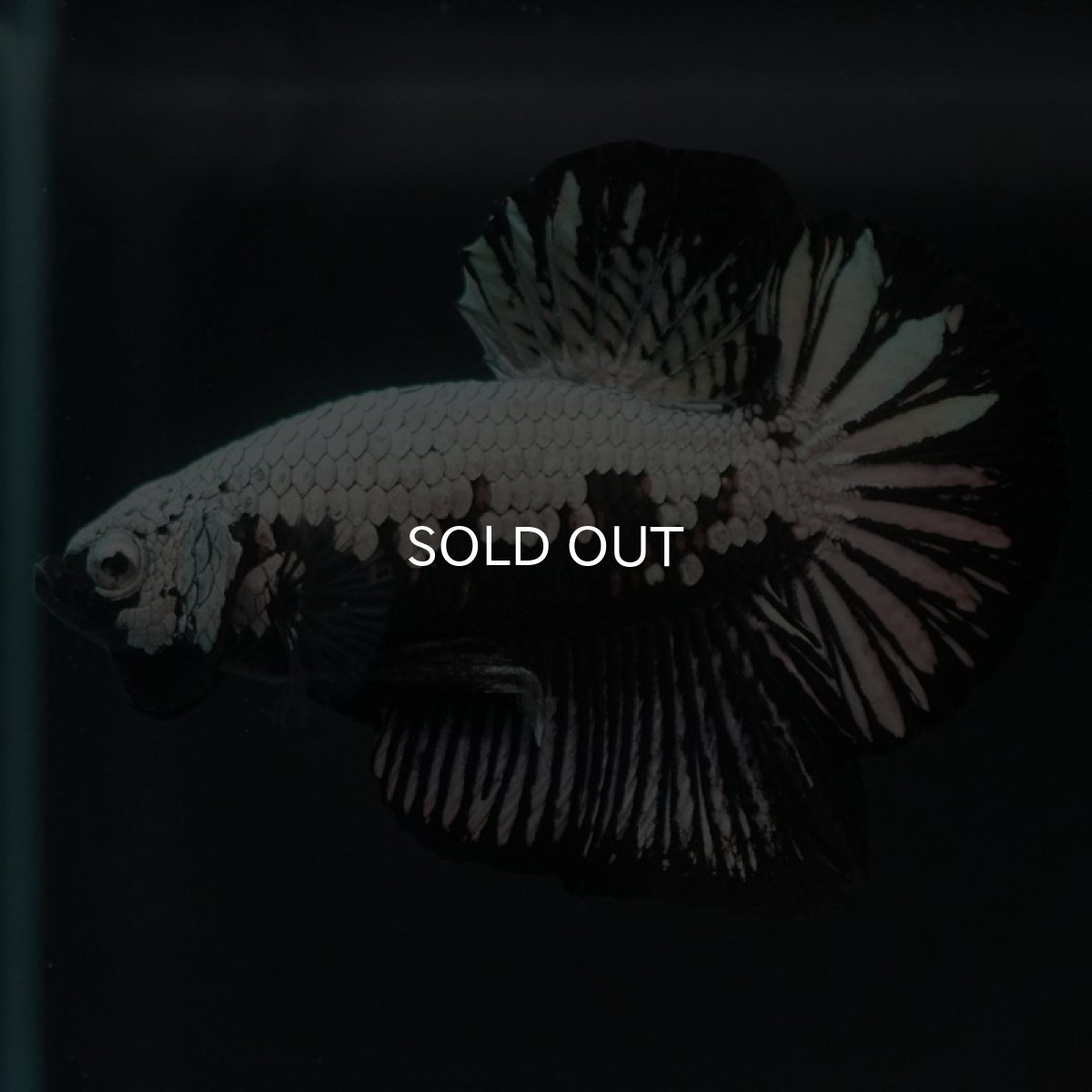 画像2: HMPK　ブラックサムライ (2)