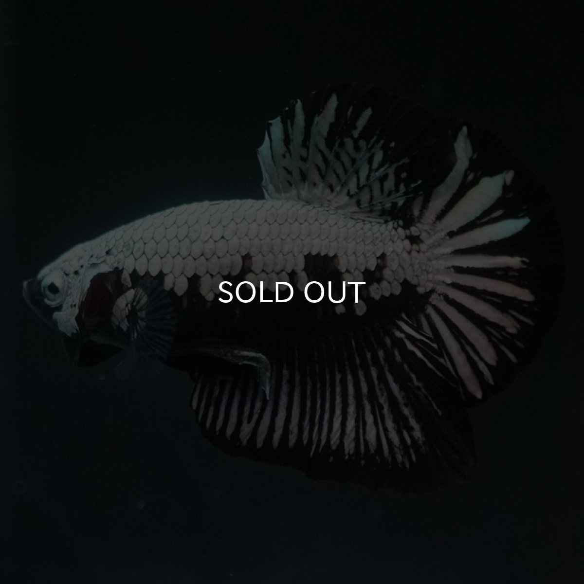 画像4: HMPK　ブラックサムライ (4)