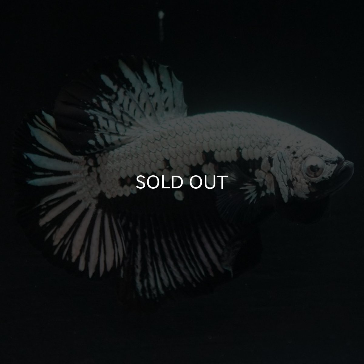 画像5: HMPK　ブラックサムライ (5)