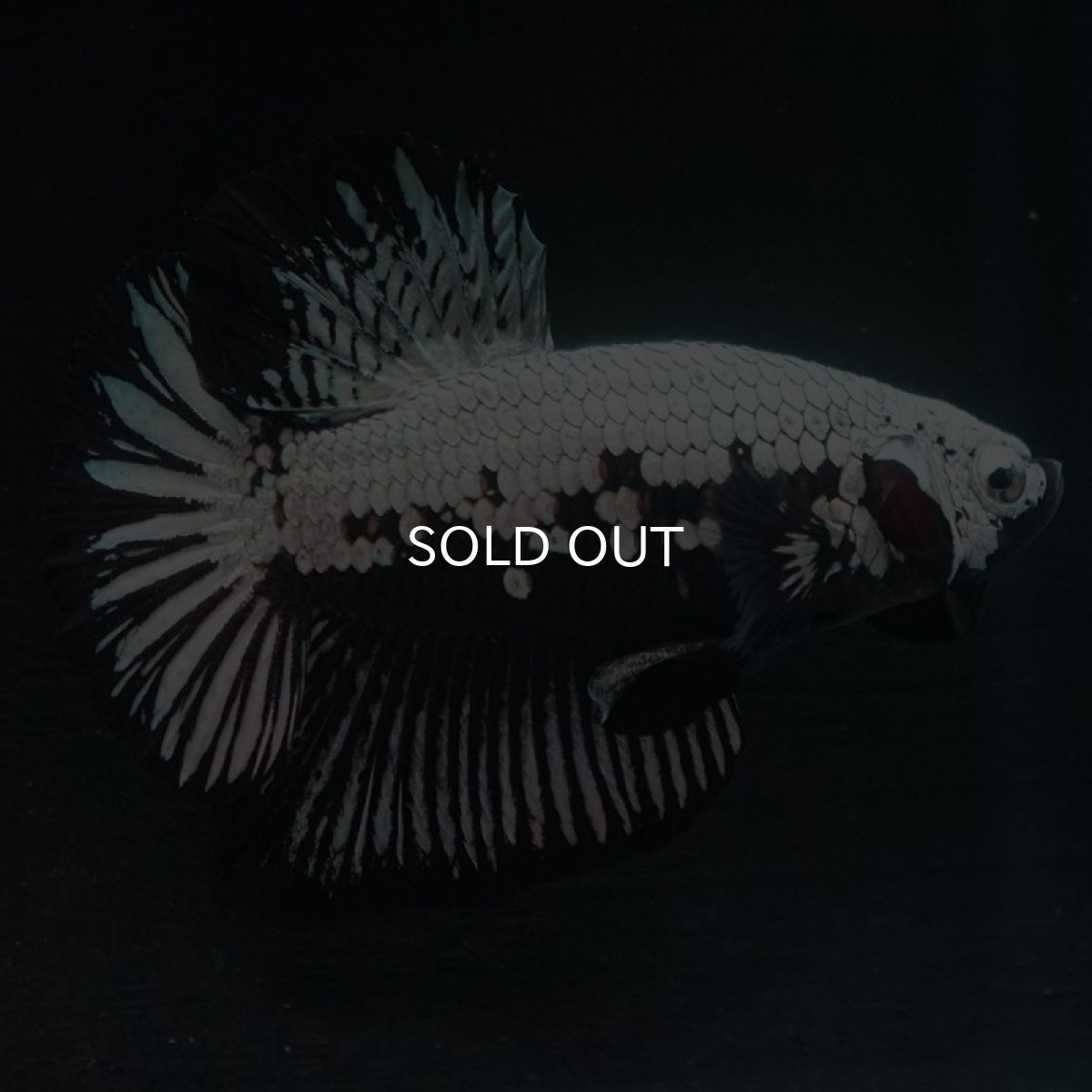 画像3: HMPK　ブラックサムライ (3)