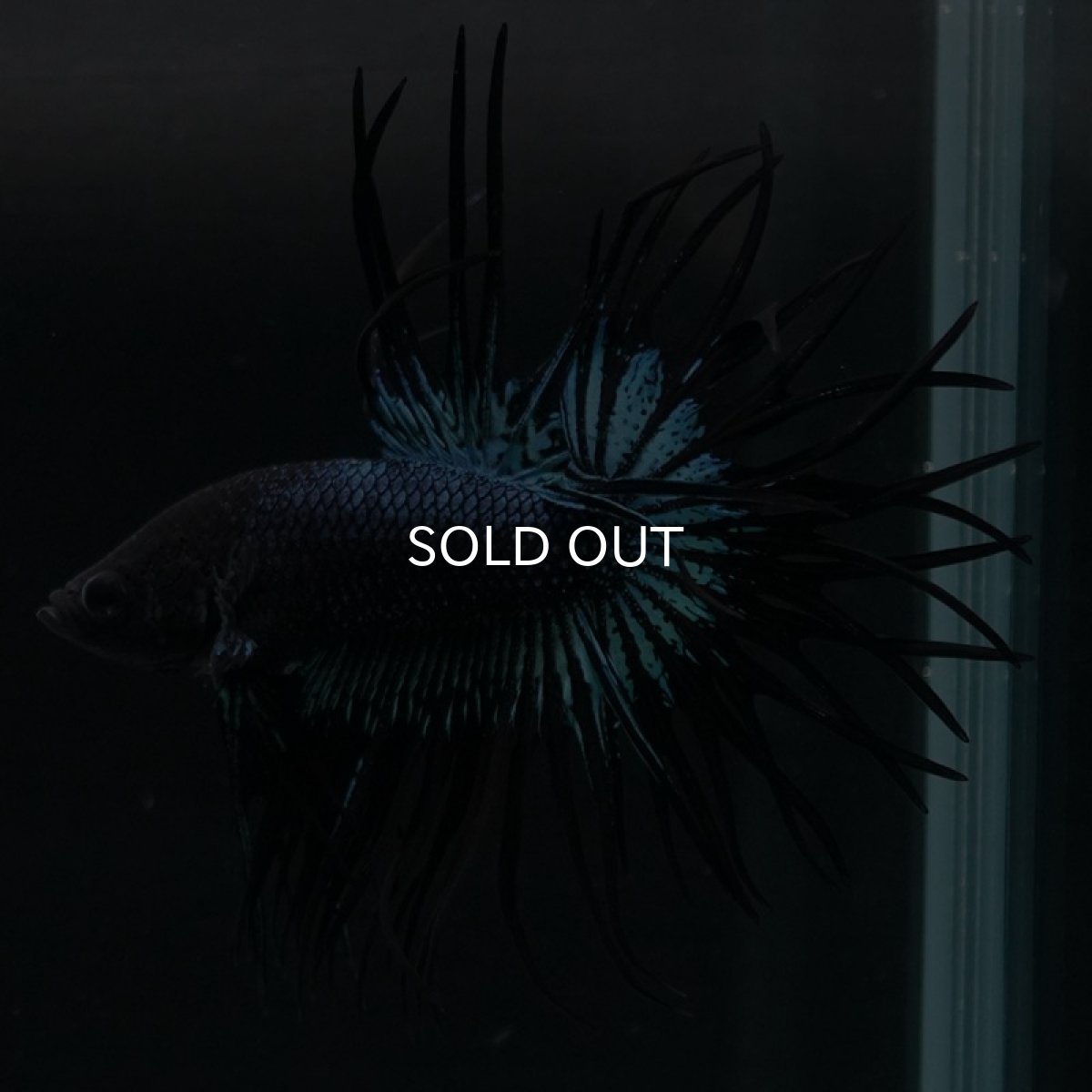 画像6: KCT ブラックオーキッド (6)