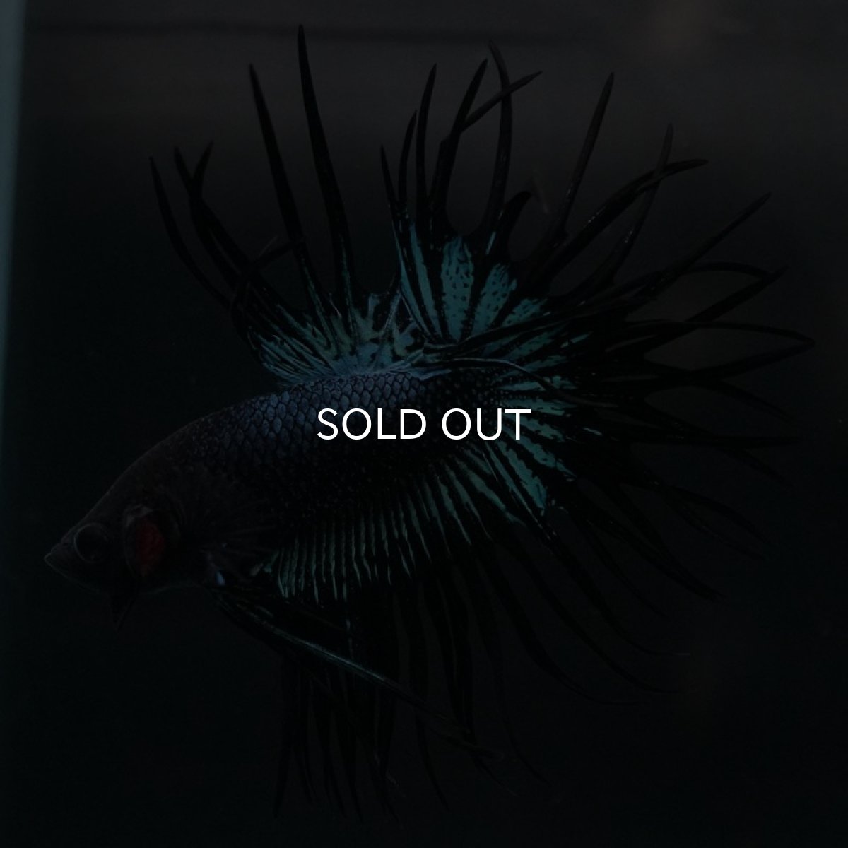 画像2: KCT ブラックオーキッド (2)