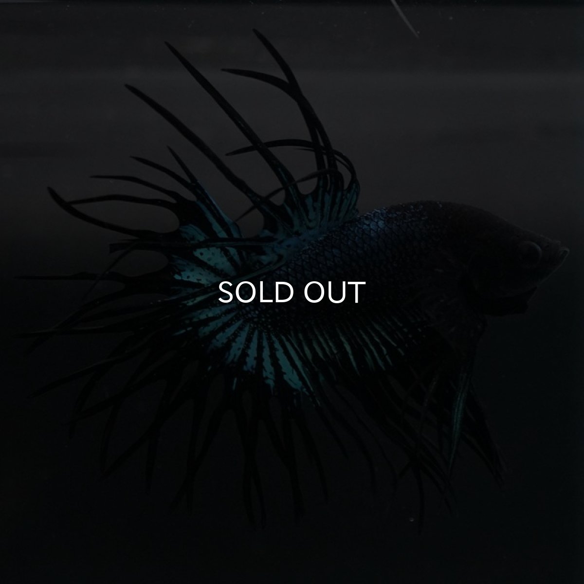 画像7: KCT ブラックオーキッド (7)