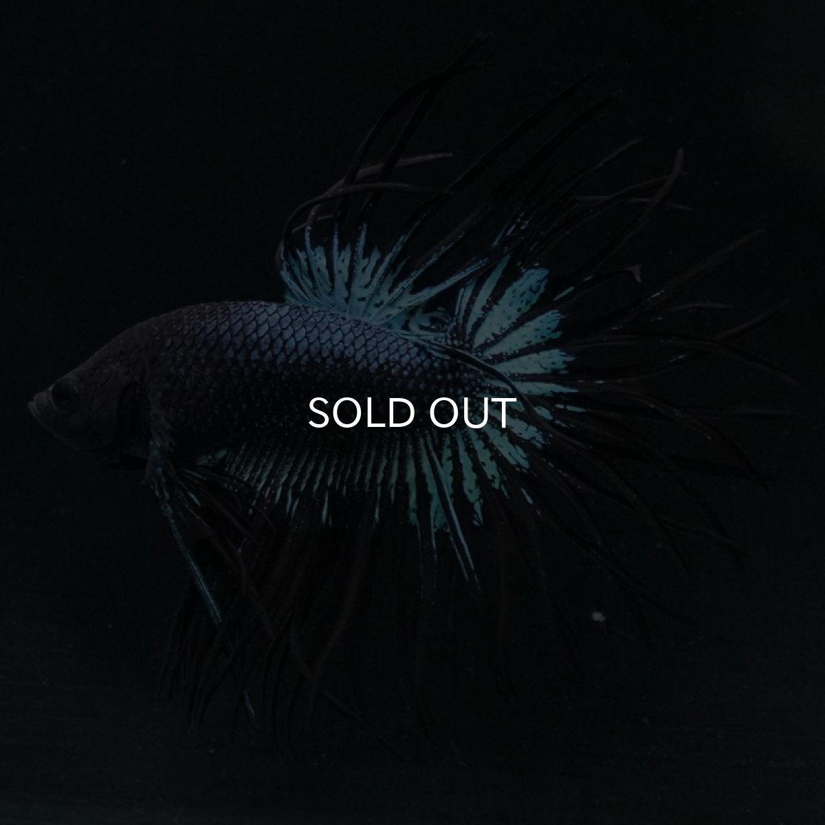 画像4: KCT ブラックオーキッド (4)