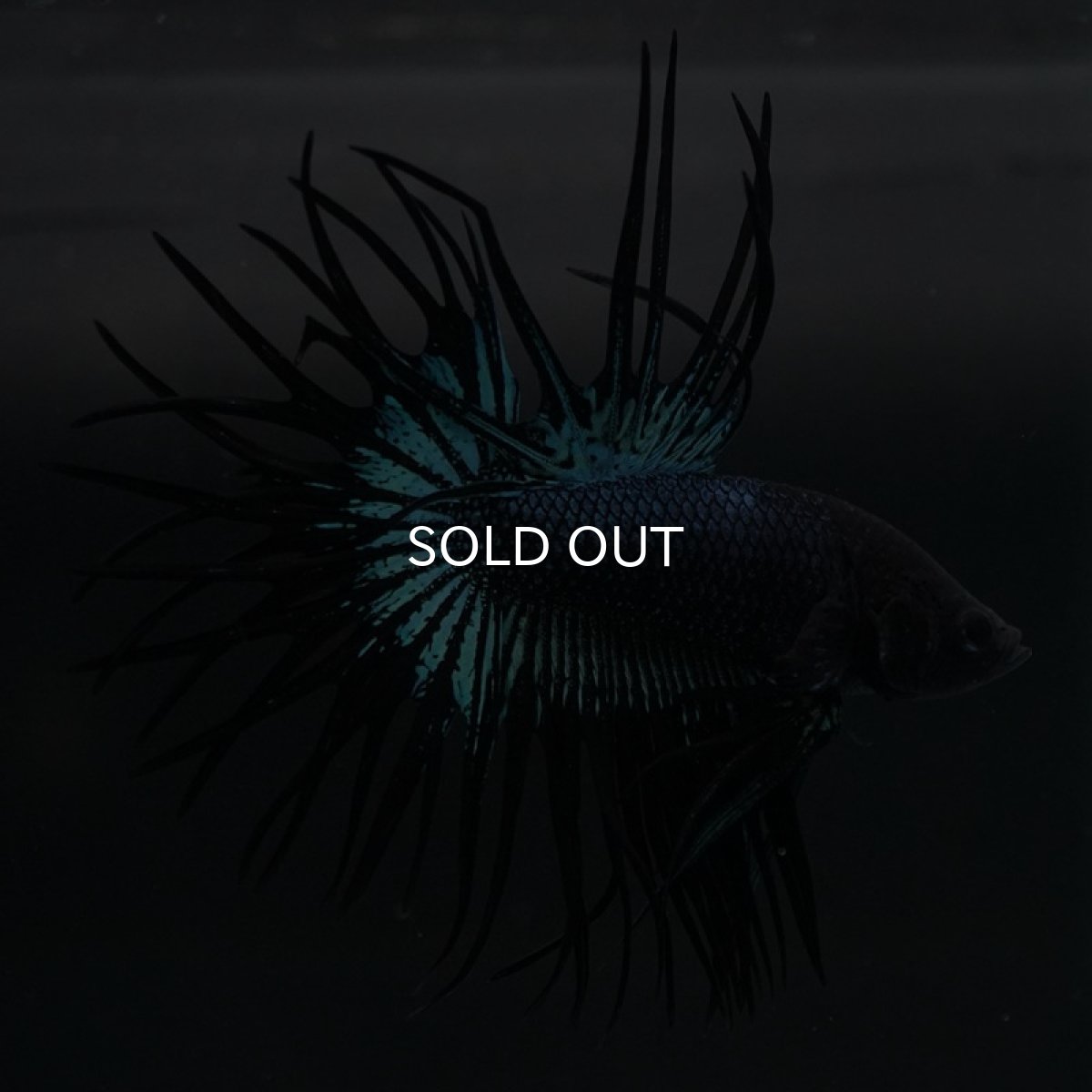 画像5: KCT ブラックオーキッド (5)