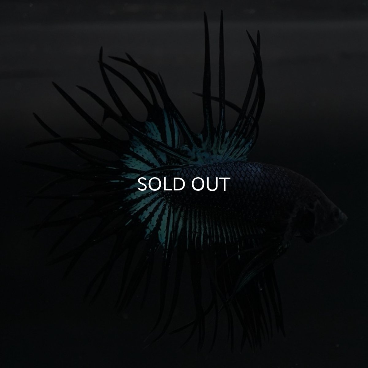 画像3: KCT ブラックオーキッド (3)