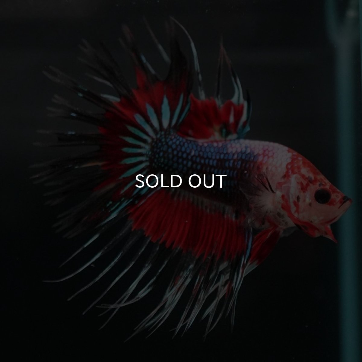 画像5: CT ファンシー (5)