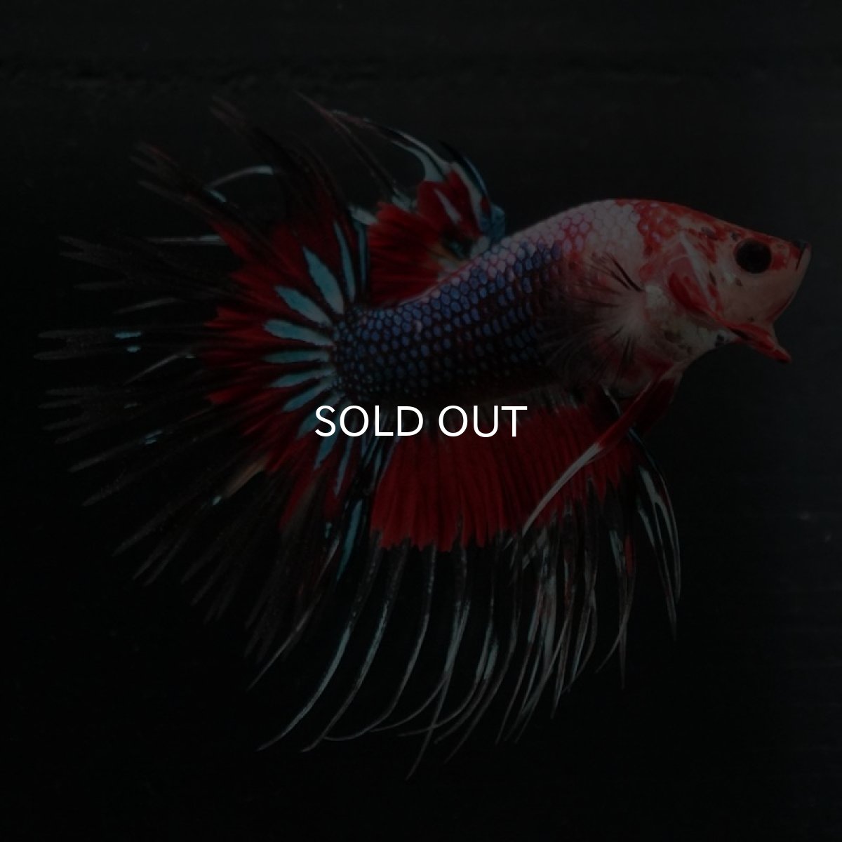 画像8: CT ファンシー (8)