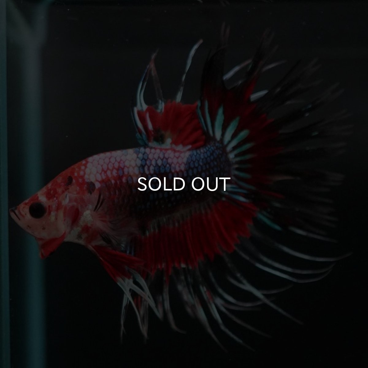 画像9: CT ファンシー (9)