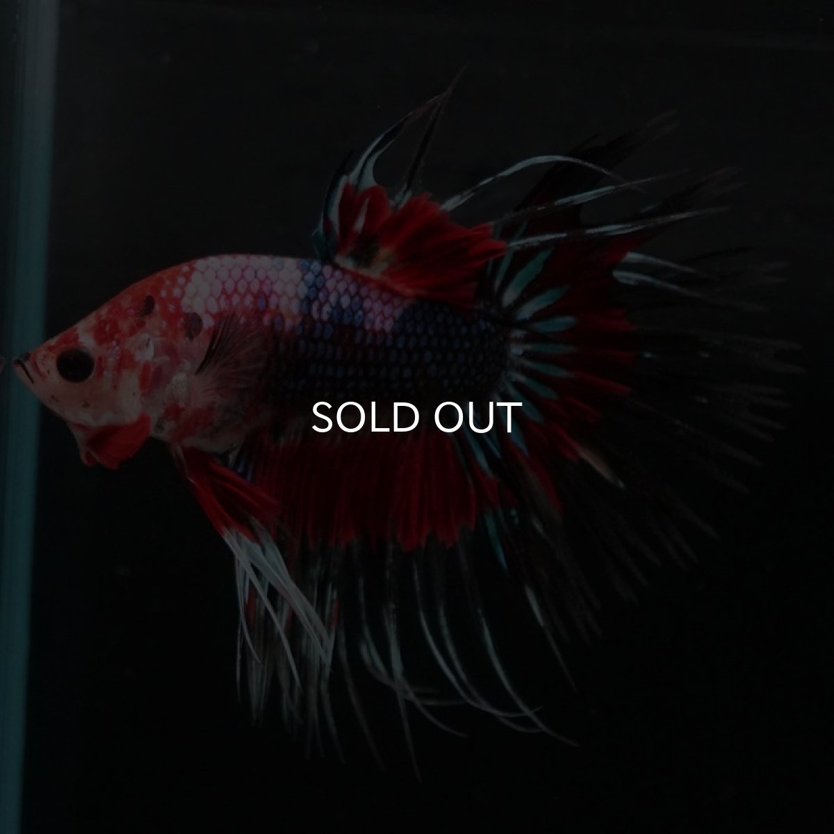 画像7: CT ファンシー (7)