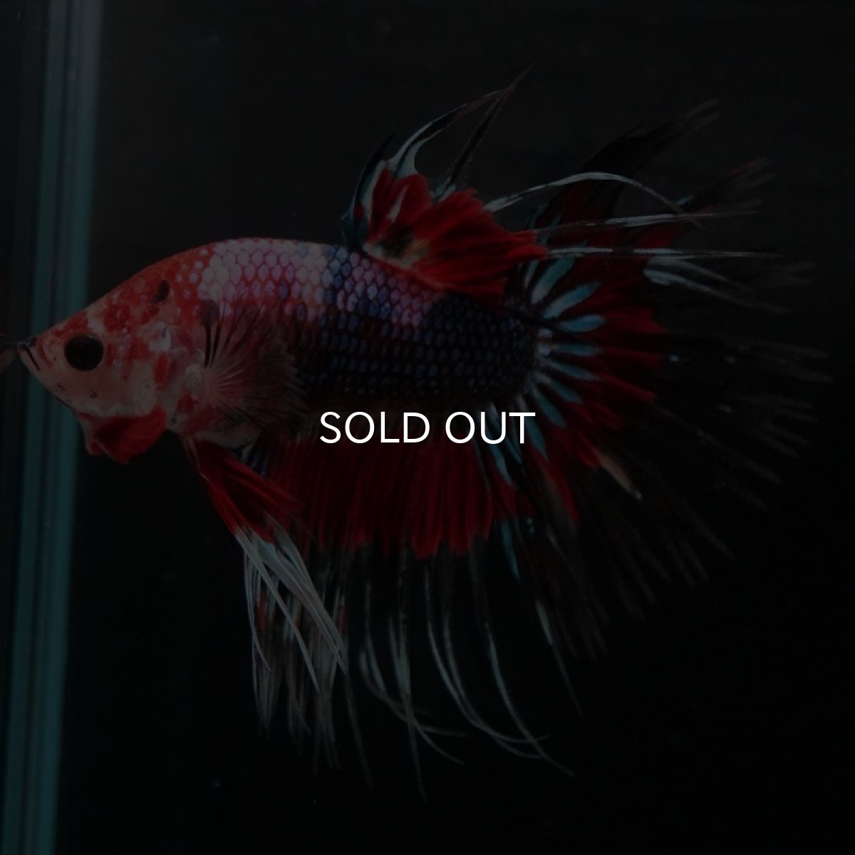 画像6: CT ファンシー (6)