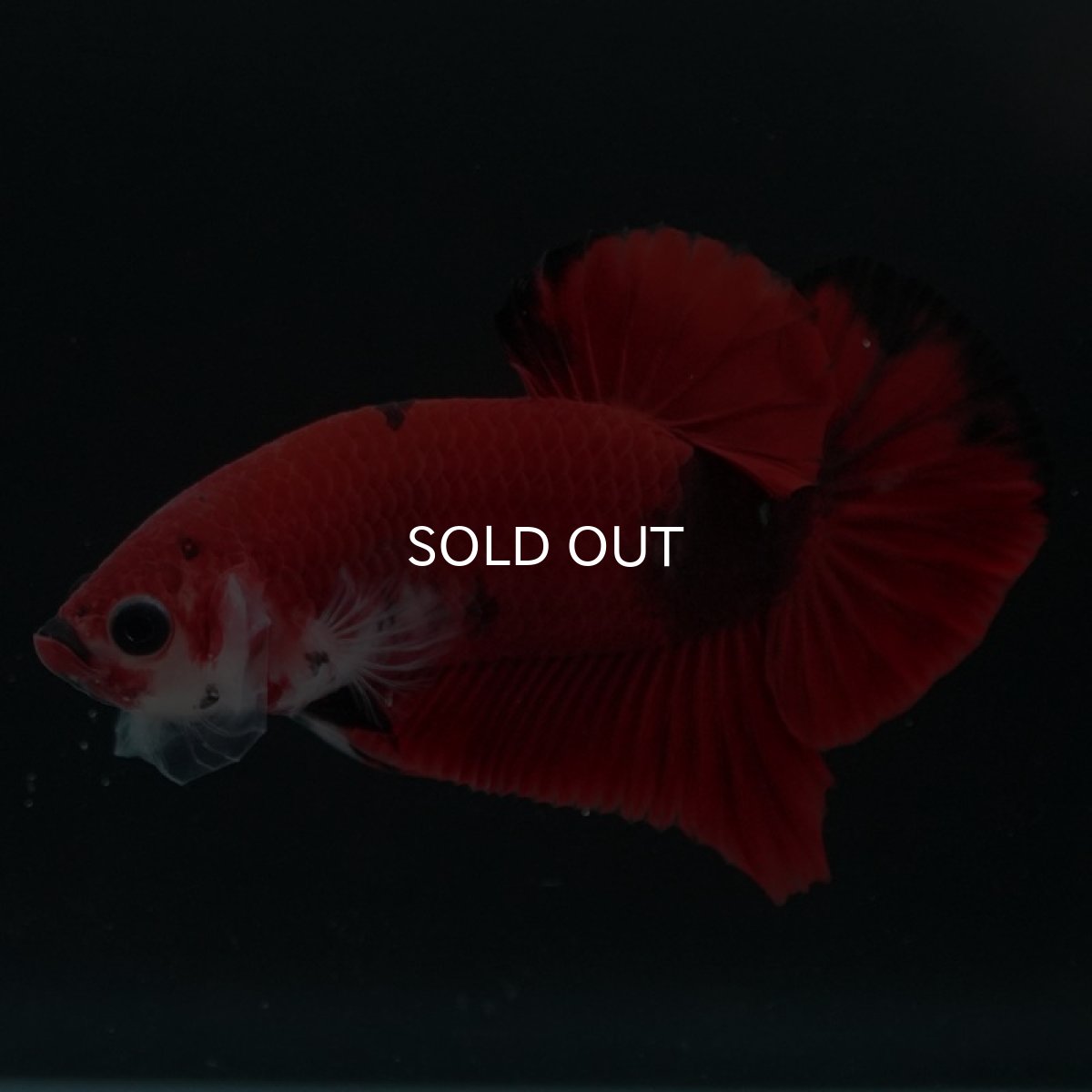 画像5: HMPK　鯉 (5)