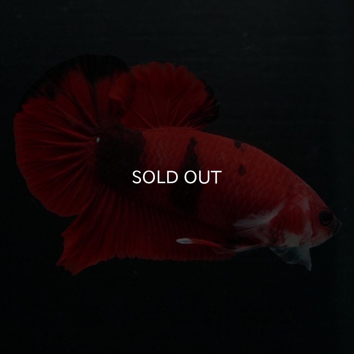 画像6: HMPK　鯉 (6)