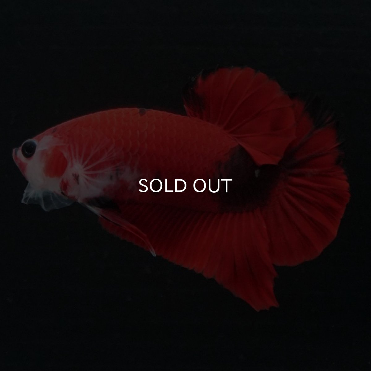 画像3: HMPK　鯉 (3)