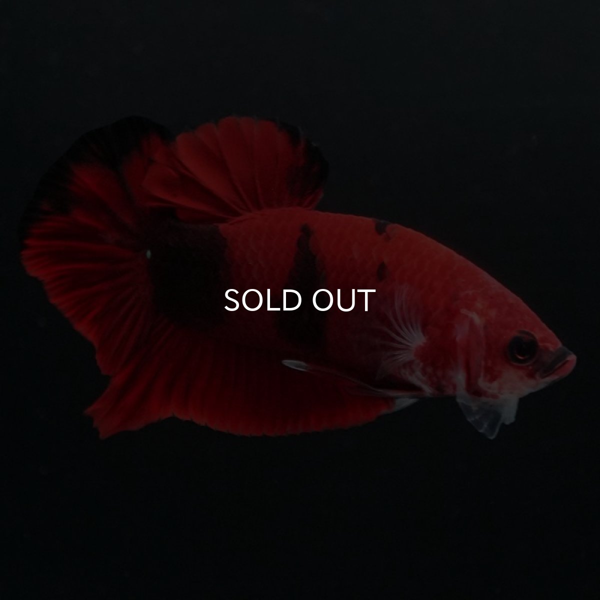 画像4: HMPK　鯉 (4)