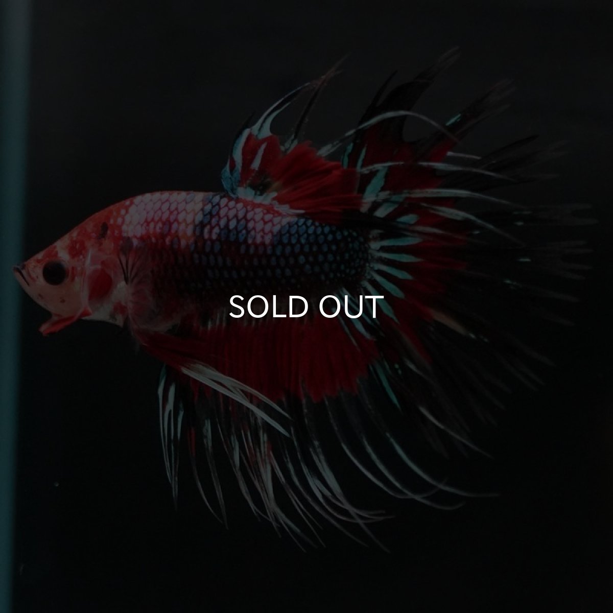 画像2: CT ファンシー (2)