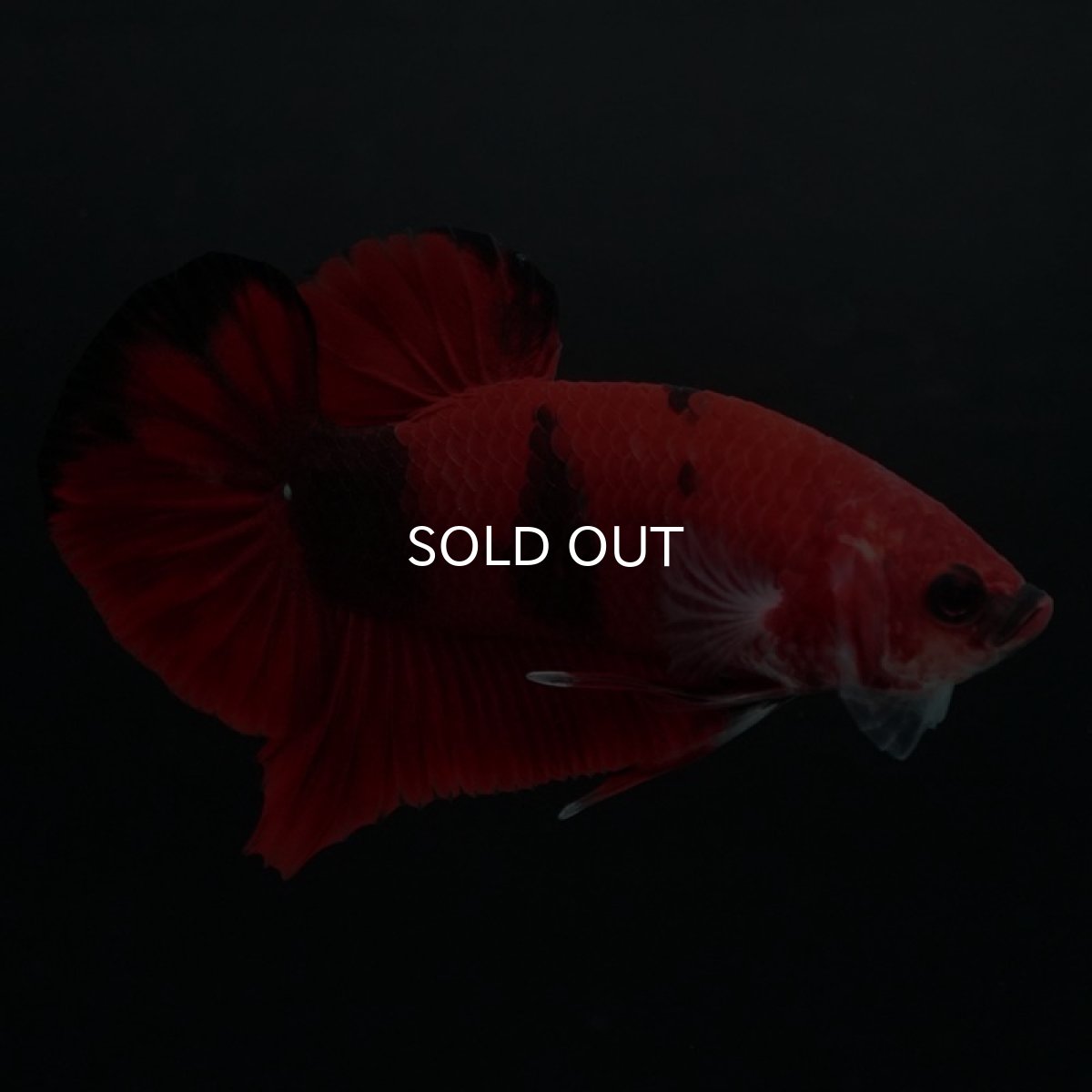 画像2: HMPK　鯉 (2)