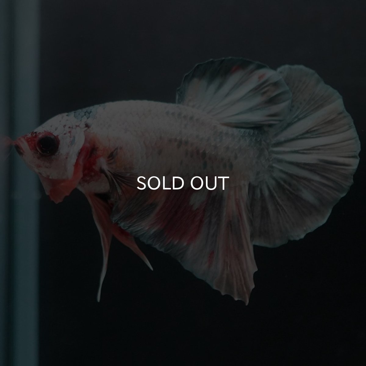 画像8: HMPK キャンディカッパー (8)