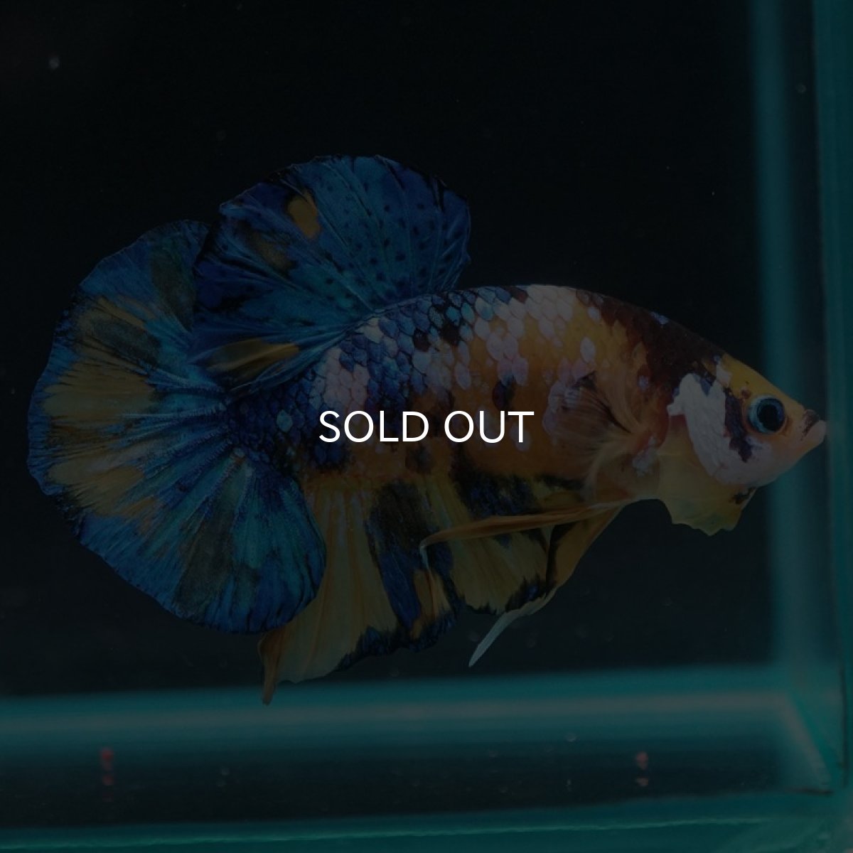 画像3: HMPK　イエロータイガーギャラクシー (3)