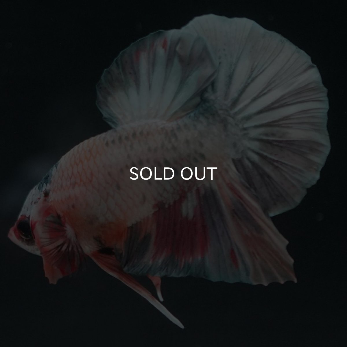 画像5: HMPK キャンディカッパー (5)