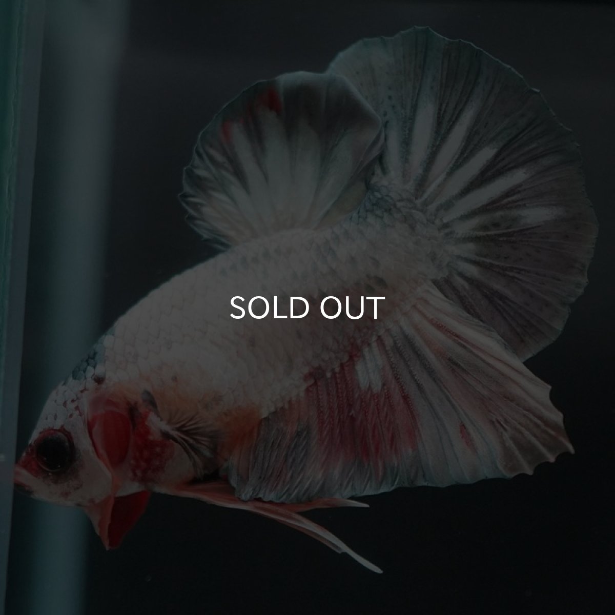 画像7: HMPK キャンディカッパー (7)