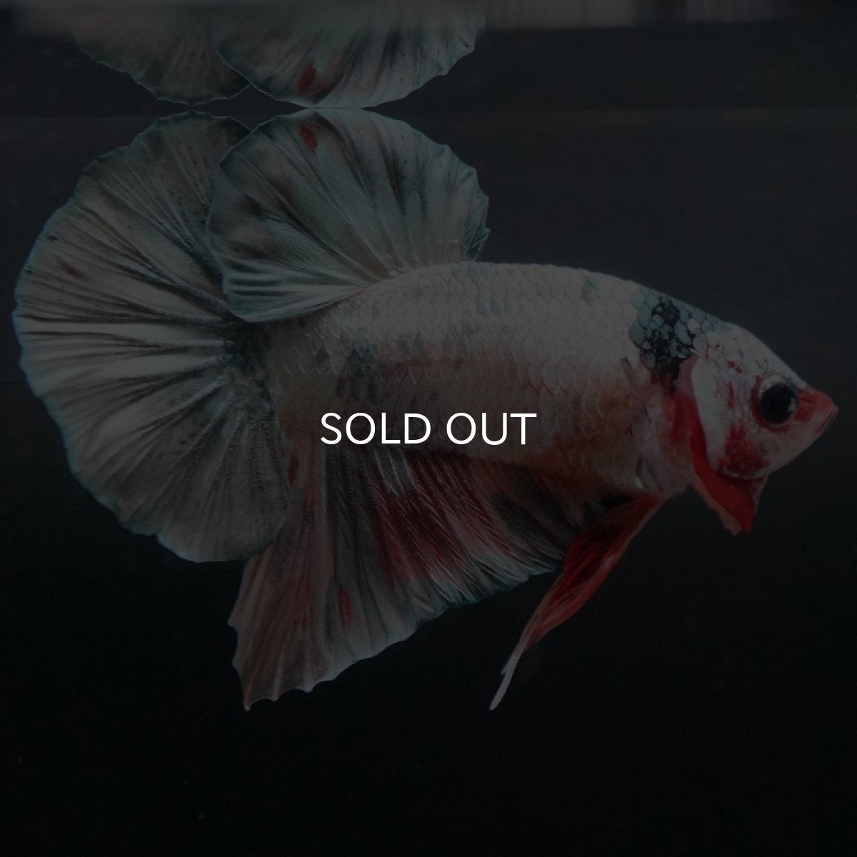 画像6: HMPK キャンディカッパー (6)