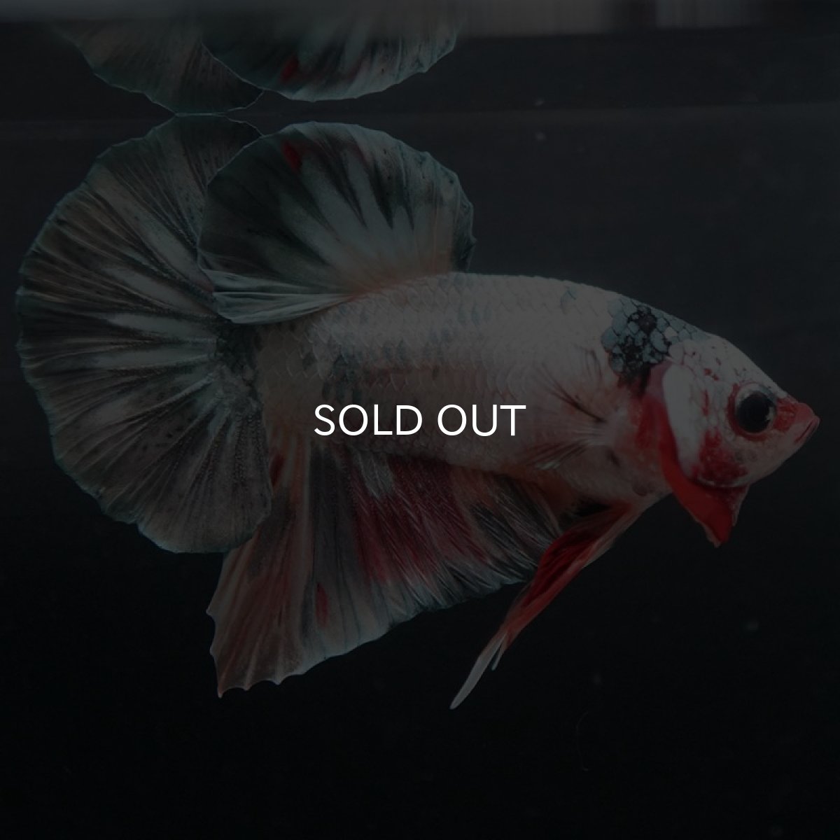 画像2: HMPK キャンディカッパー (2)