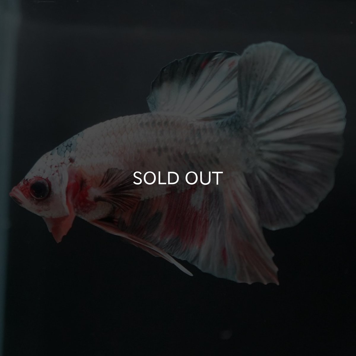 画像3: HMPK キャンディカッパー (3)