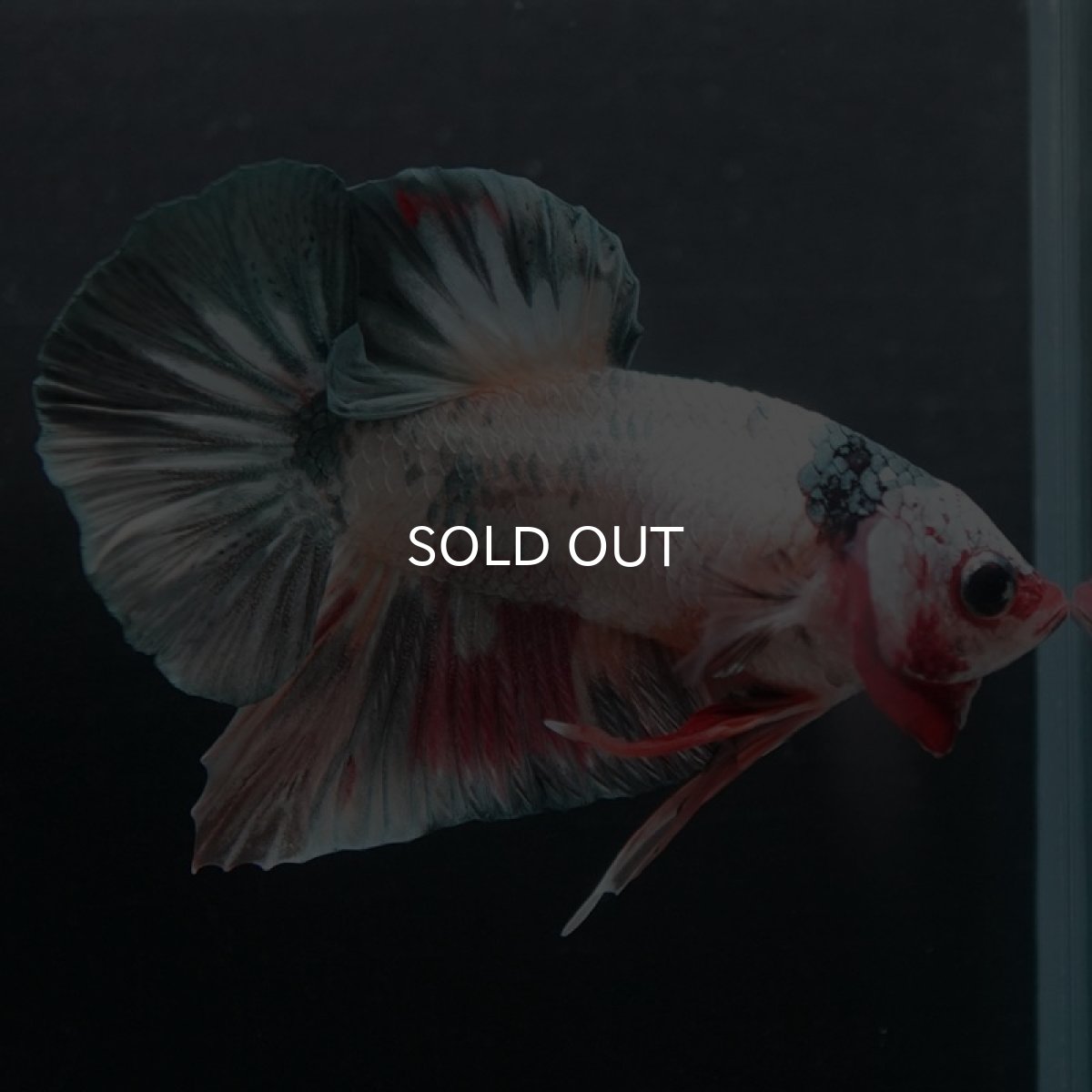 画像4: HMPK キャンディカッパー (4)