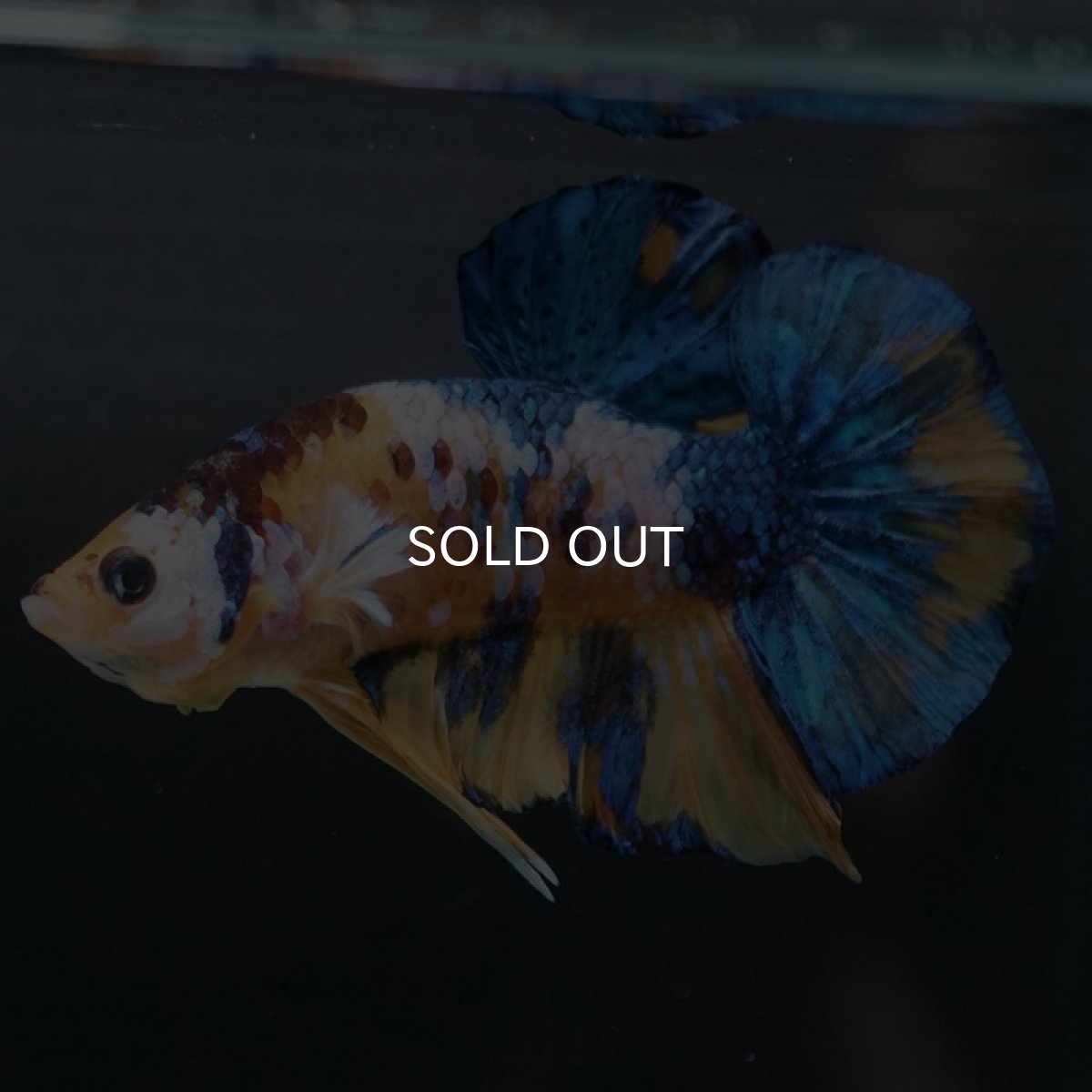 画像4: HMPK　イエロータイガーギャラクシー (4)