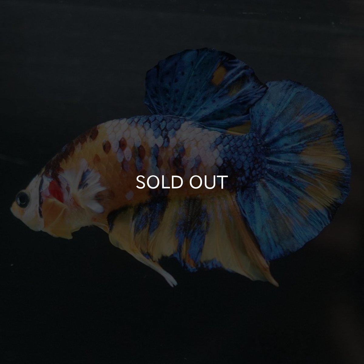 画像2: HMPK　イエロータイガーギャラクシー (2)