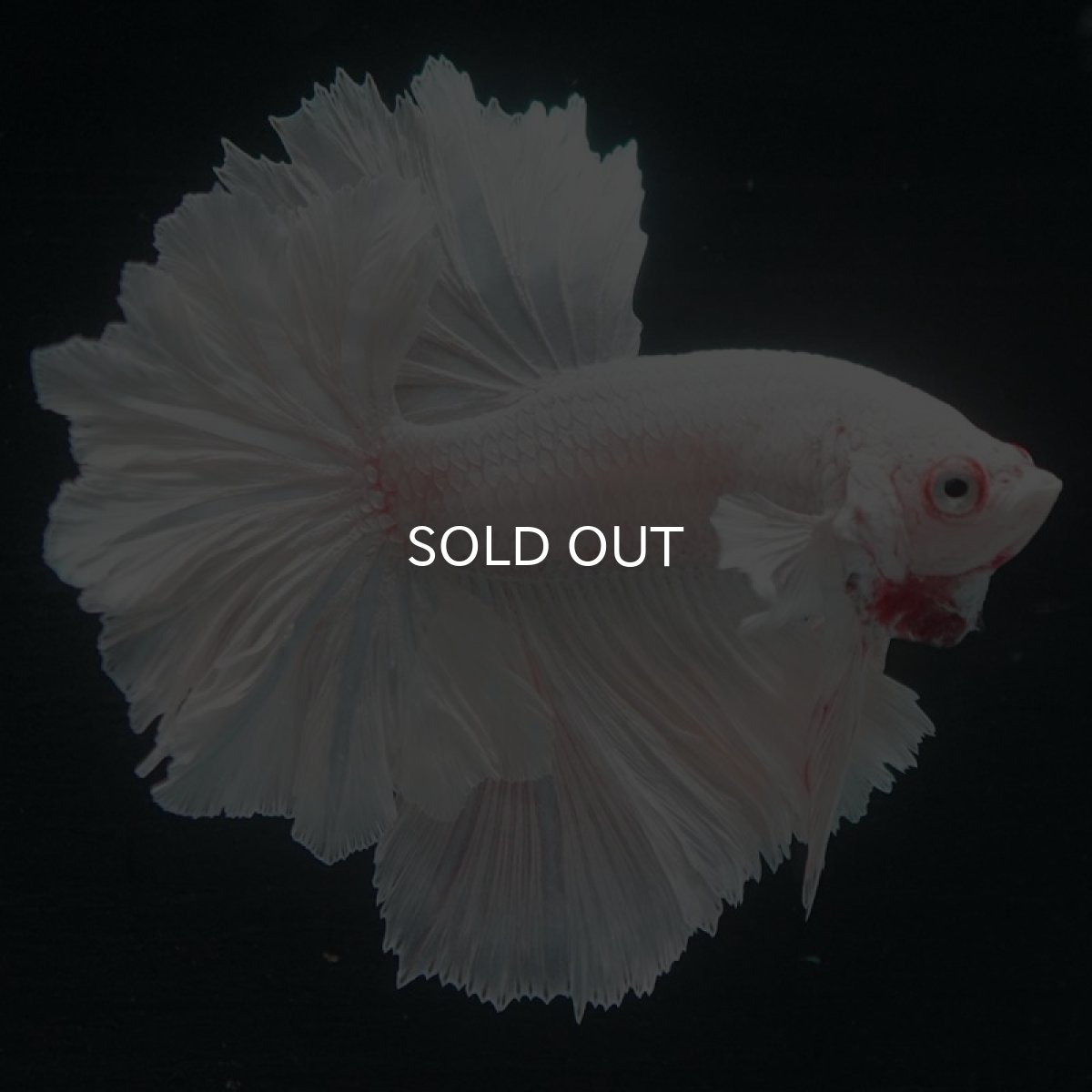 画像8: HM ホワイト フェザーテール (8)