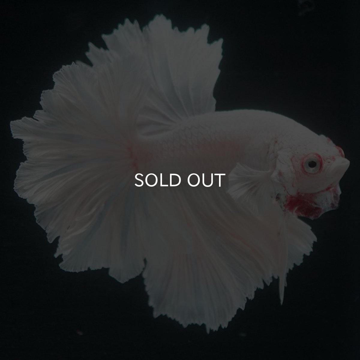 画像7: HM ホワイト フェザーテール (7)