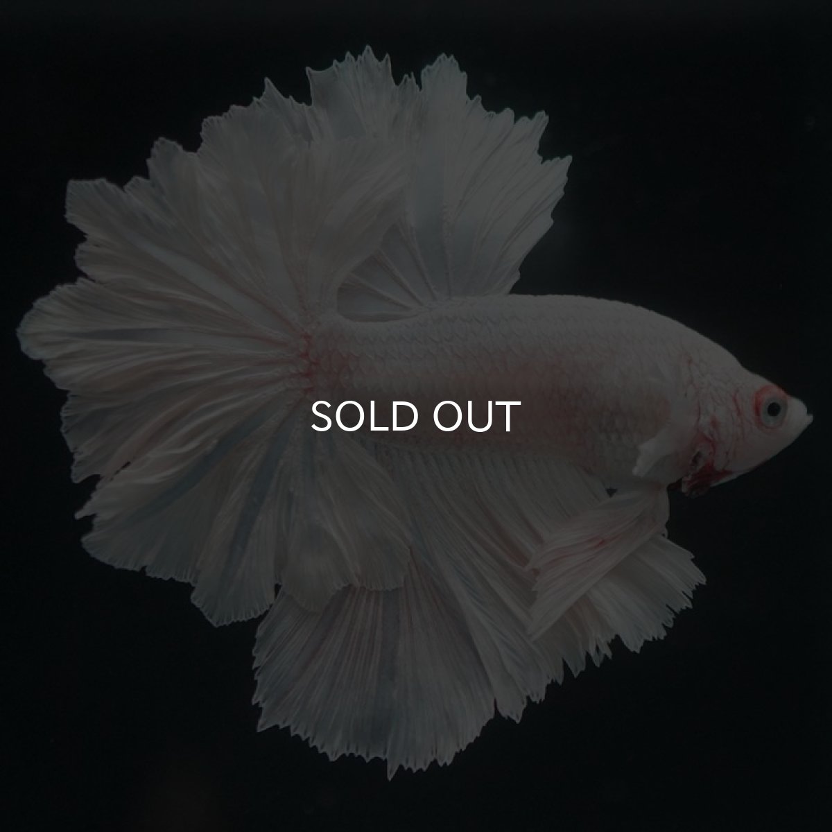 画像5: HM ホワイト フェザーテール (5)