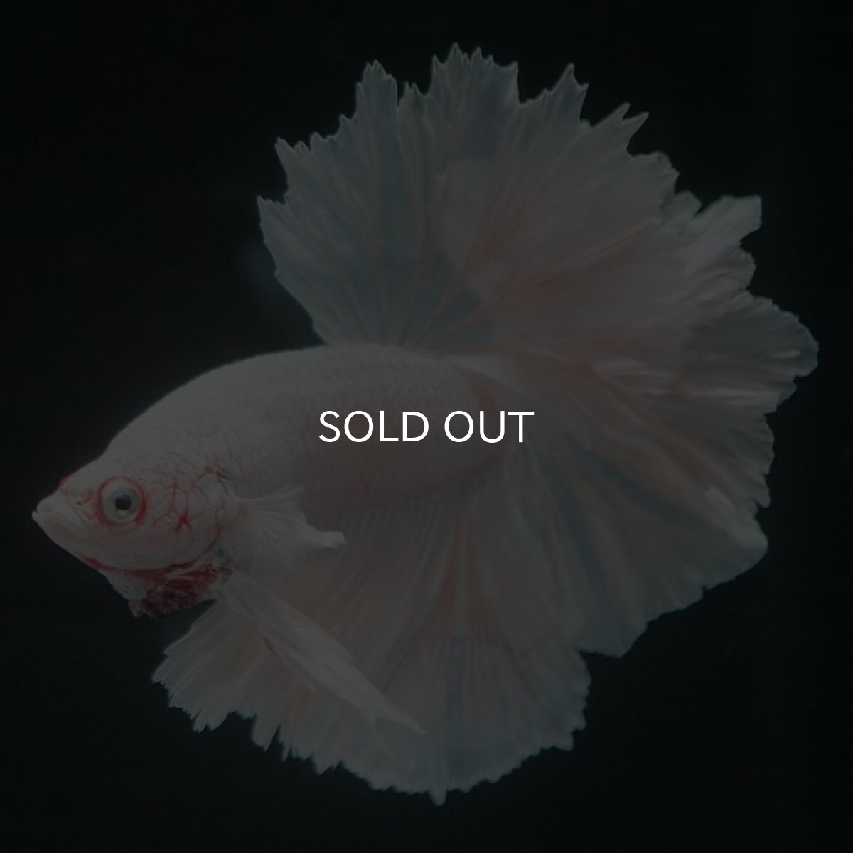 画像4: HM ホワイト フェザーテール (4)