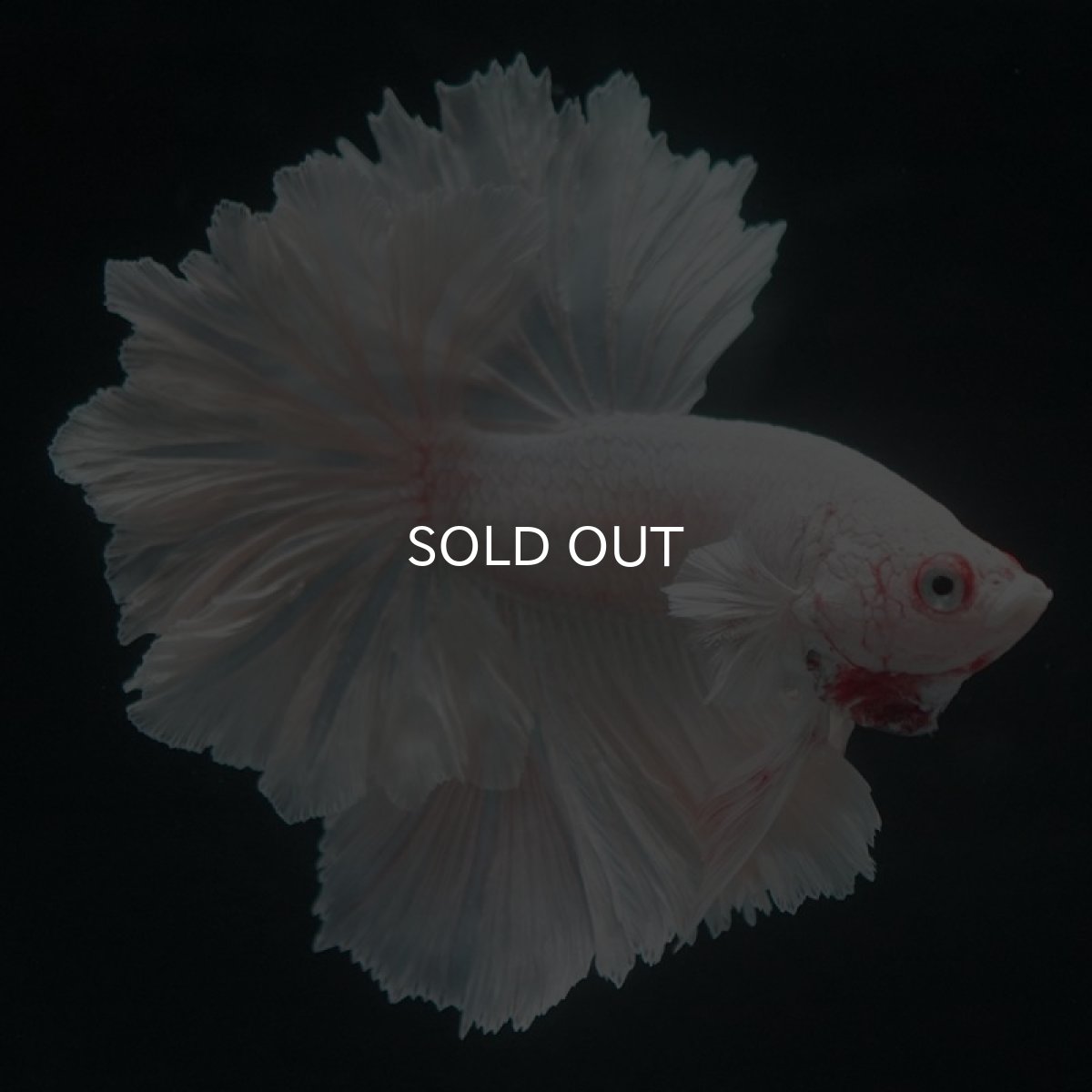 画像3: HM ホワイト フェザーテール (3)