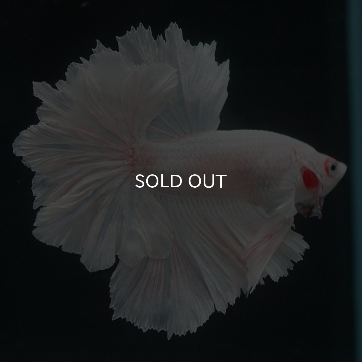 画像2: HM ホワイト フェザーテール (2)