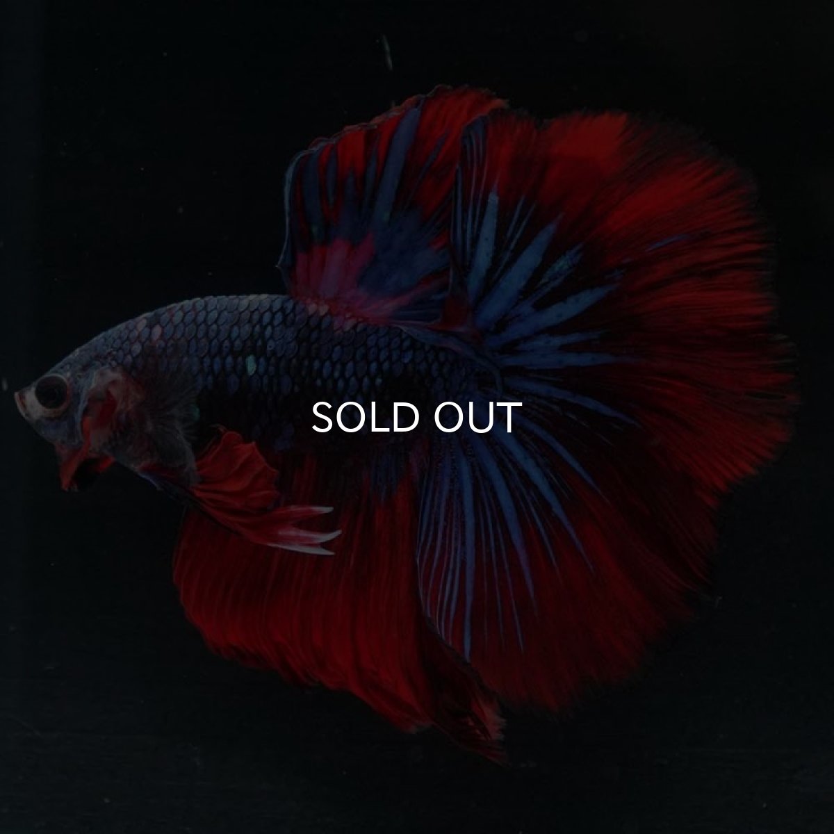 画像2: HM 鯉ギャラクシー (2)