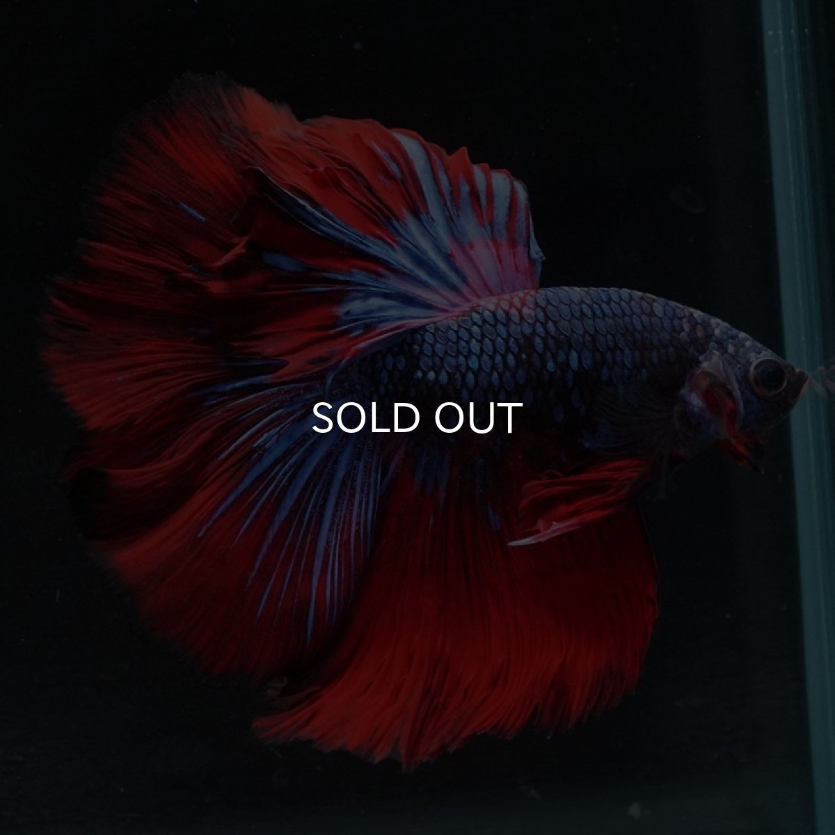 画像5: HM 鯉ギャラクシー (5)