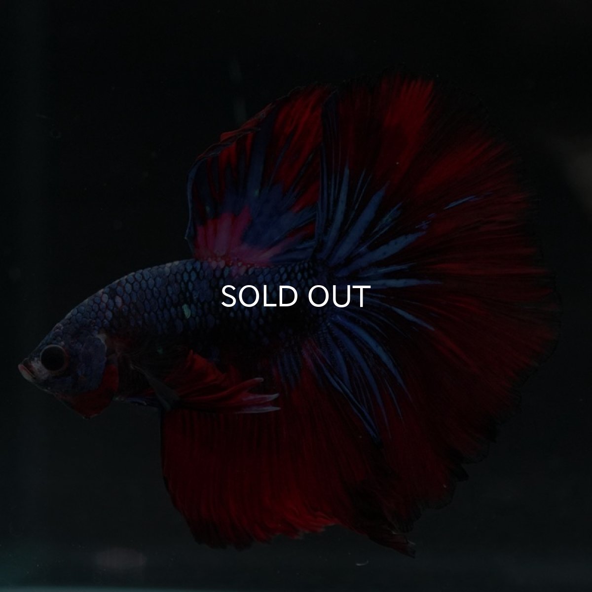 画像4: HM 鯉ギャラクシー (4)