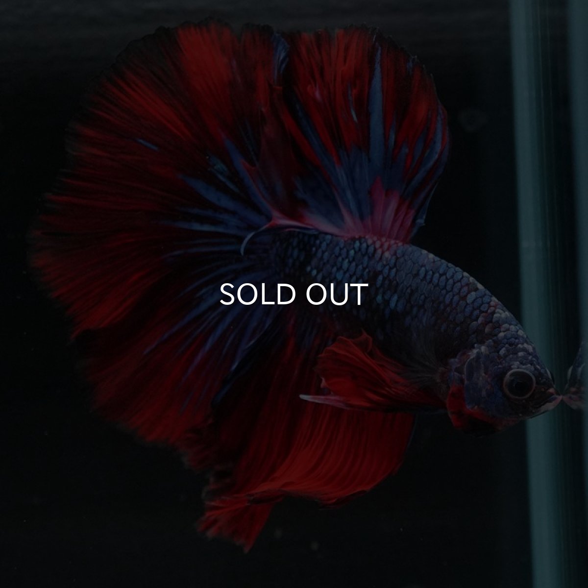 画像3: HM 鯉ギャラクシー (3)