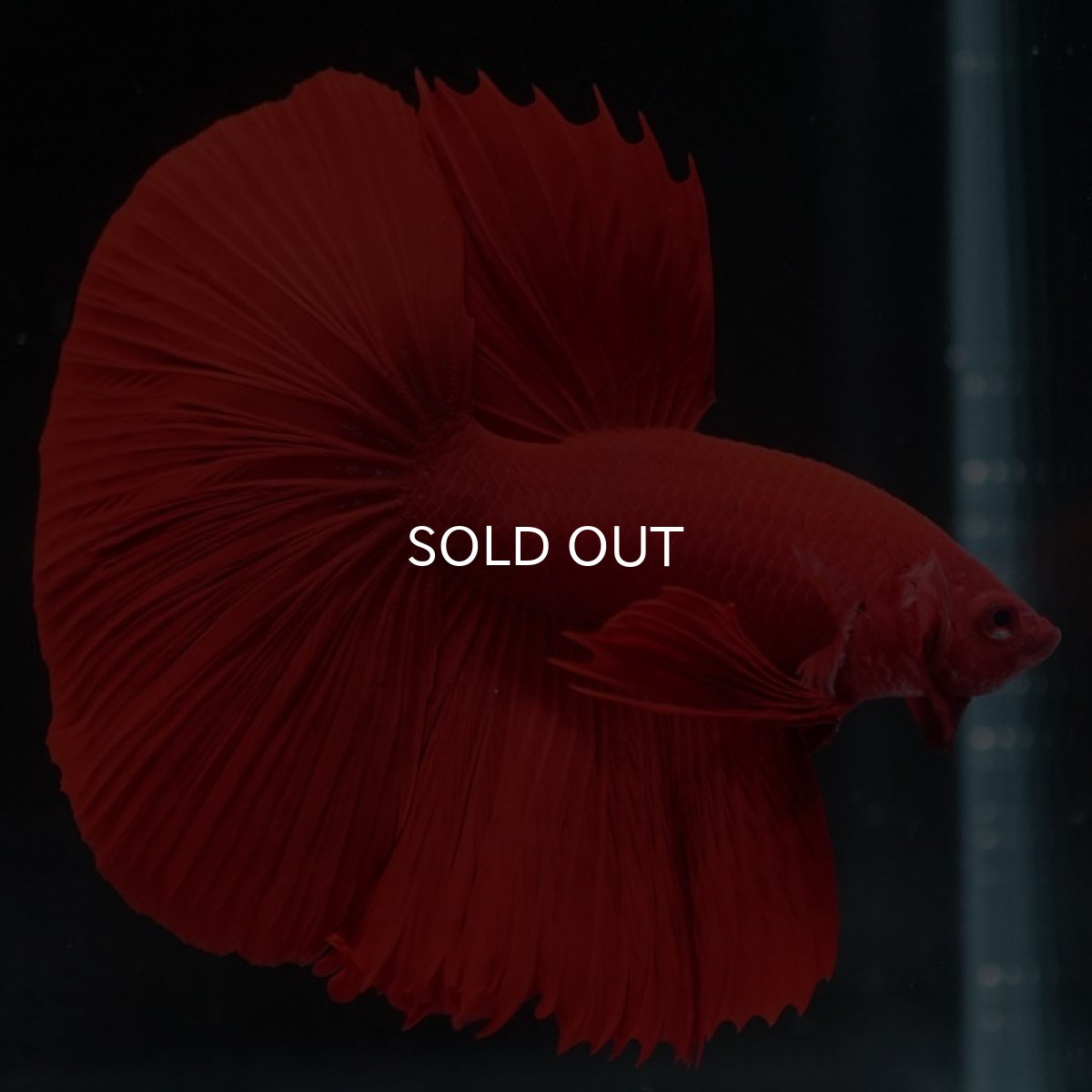 画像7: HM ソリッドレッド (7)