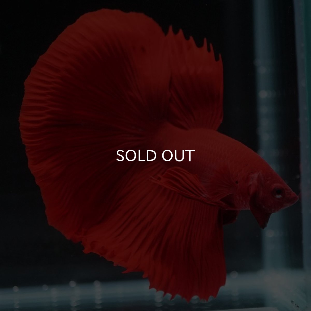 画像9: HM ソリッドレッド (9)